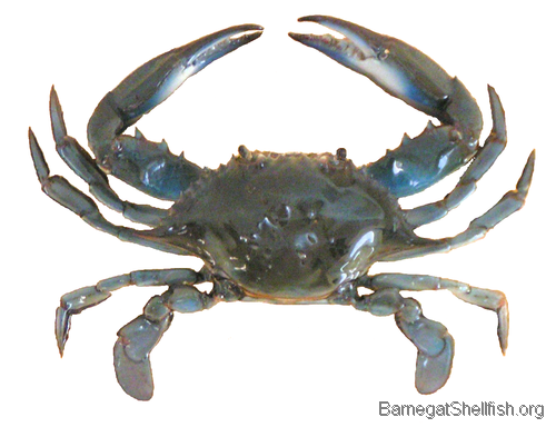 Gallery For Blue Crab Images