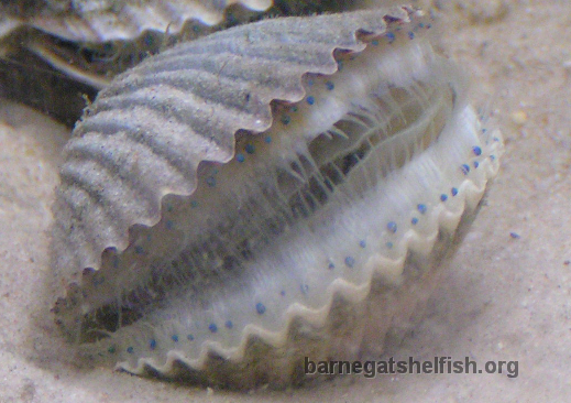 The blue-eyed scallop