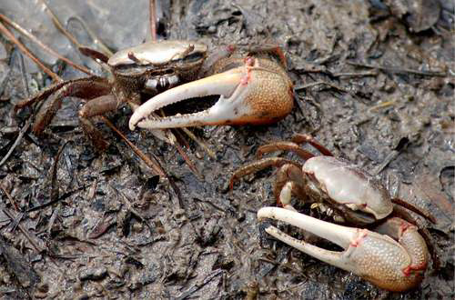 Shellfish information-Fiddler Crabs-Barnegat Bay