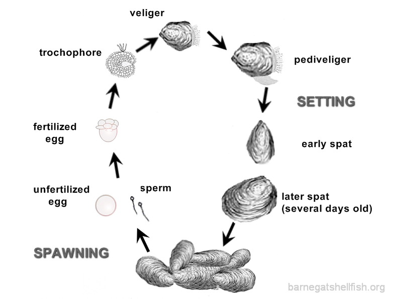 Eastern Oyster Lifecycle