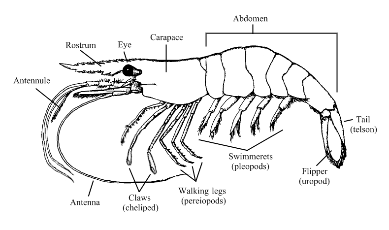 Index of /images/shrimp/anatomy