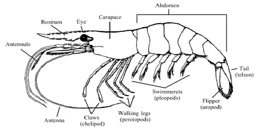Shellfish information-Shrimp-Anatomy